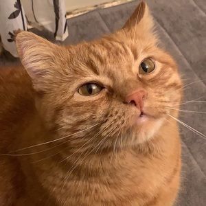 Meet your Posher, Tay